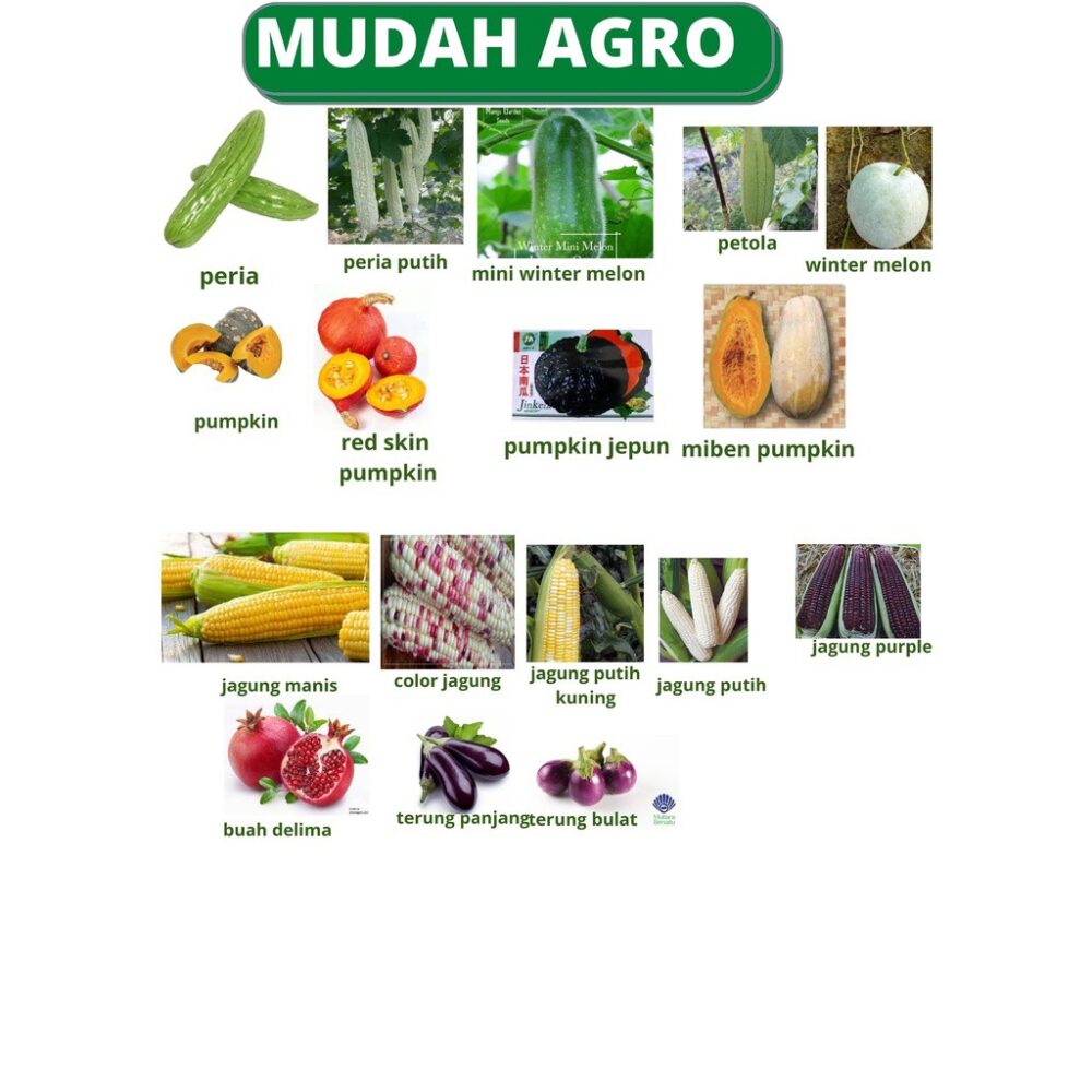 MUDAH AGRO wholesale Biji Benih / Vegetable Seed /FLOWER SEEDS /SAYUR/BUNGA/BUAH BENDI/KANGKUNG/TERUNG/CILI/SAWI/BAYAM