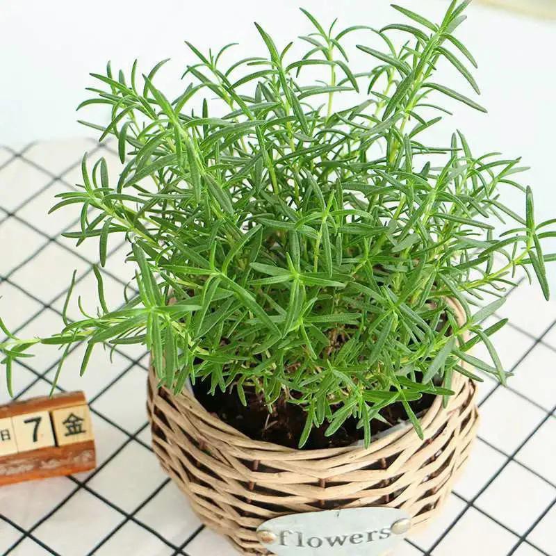 20SEEDS Biji Benih Rosemary /  / Rosemary seeds / Mosquito Repellent