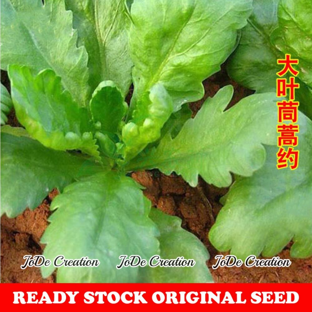Biji Benih / Vegetable Seed /FLOWER SEEDS /SAYUR/BUNGA/BUAH BENDI/KANGKUNG/TERUNG/CILI/SAWI/BAYAM/TANAH BAJA  B - Image 17