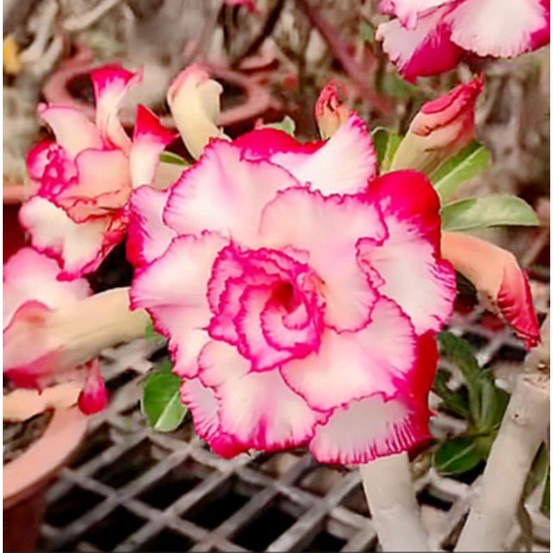 1pc Desert Rose Seed Succulent Plants