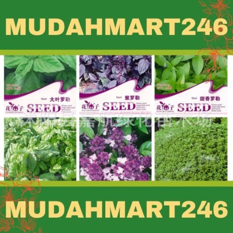 Big leaf basil, violet clove basil, nine-layer pagoda nepeta seed, edible tea flower seed potted plant